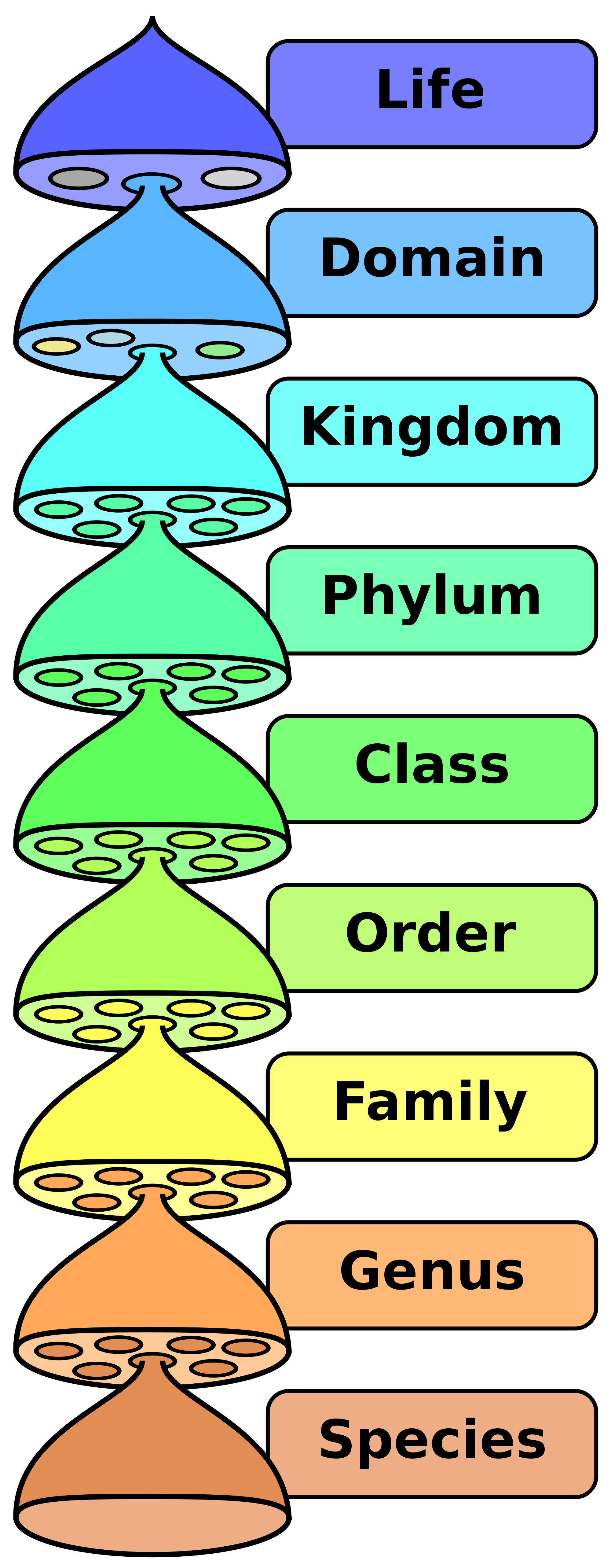 Biological classification hierarchy from domain down to species, used as an analogy for abstraction layers in computer science